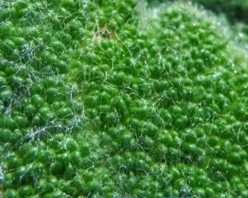 Natural Chlorella powder taste Natural Chlorella powder taste